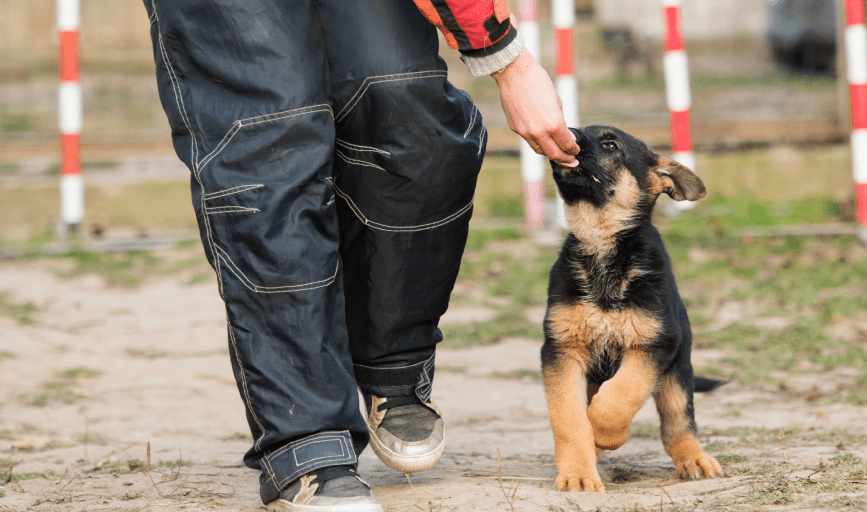 PUPPY TRAINING